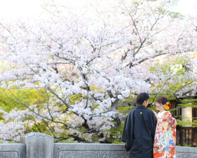 まだ間に合う、桜ロケーション(^^♪