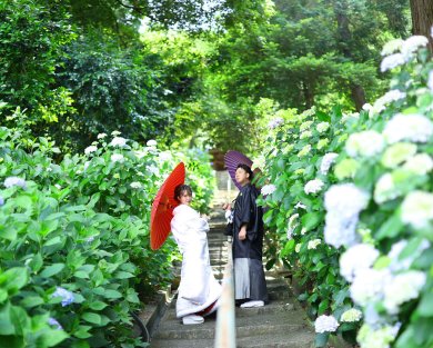 これからが旬♡紫陽花の撮影はいかがでしょうか？