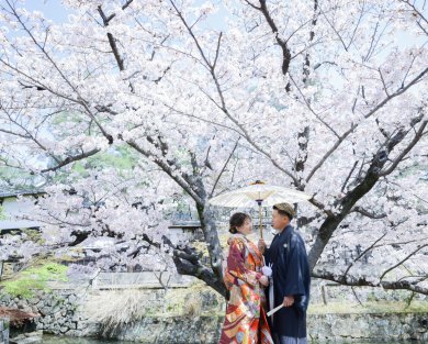 桜シーズの撮影はいかがでしょうか？♩