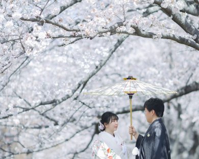 桜ロケーション撮影、ご予約受付中です(*^-^*)