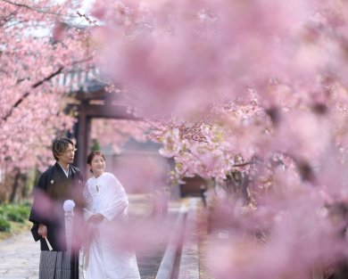 2024年 撮れたて河津桜ロケのご紹介 part.1
