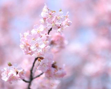 本日より河津桜ロケSTART♡