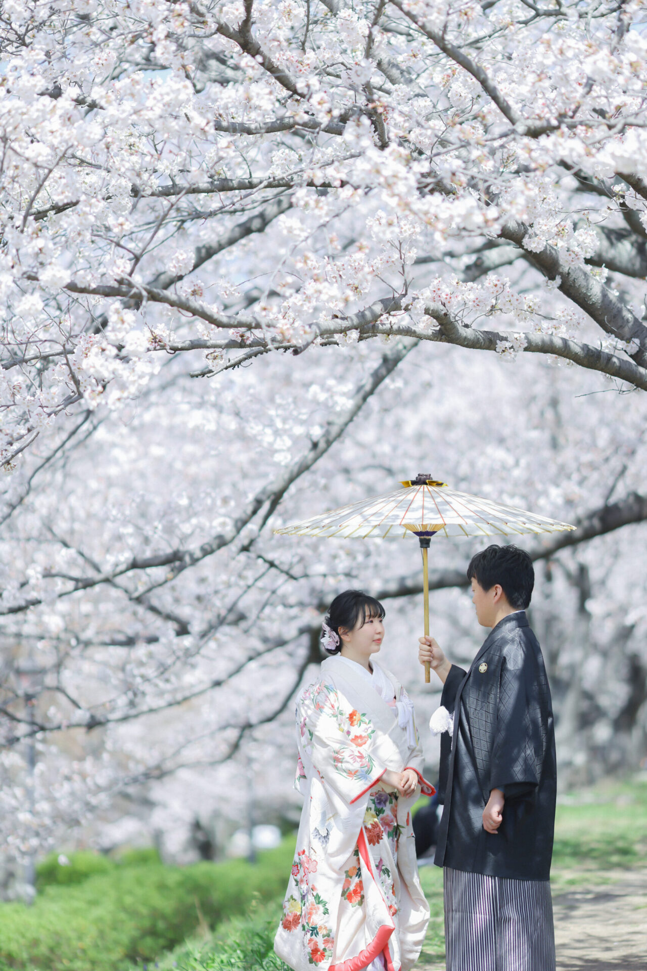 桜ロケーション撮影、ご予約受付中です(*^-^*)