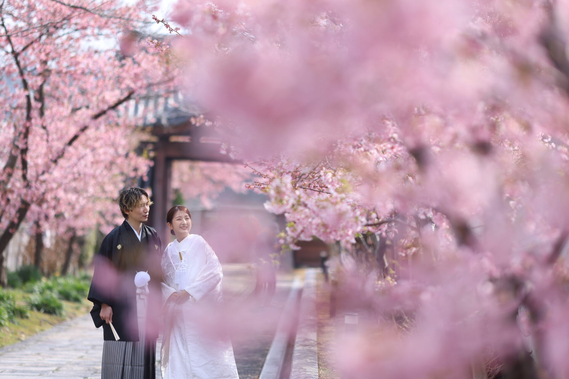 2024年 撮れたて河津桜ロケのご紹介 part.1