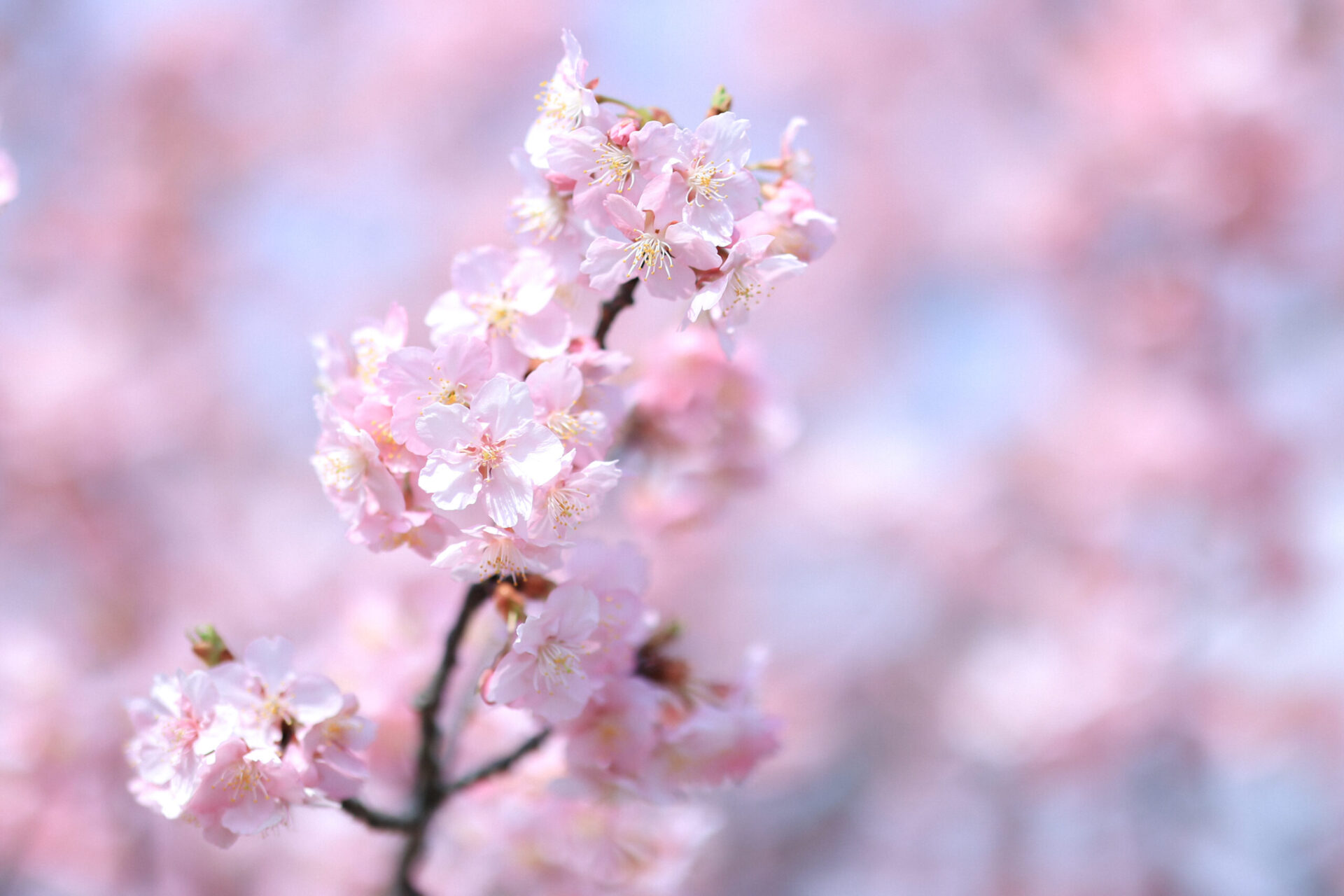 本日より河津桜ロケSTART♡
