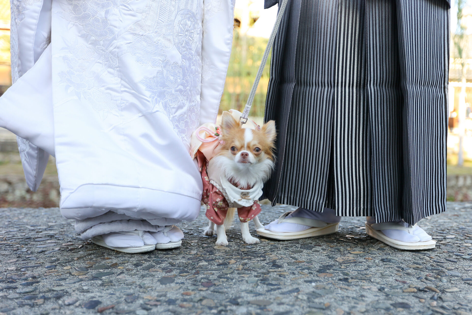 ペットとロケ撮影♪